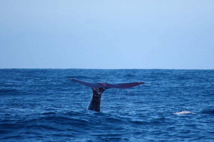 Madeira: Whale and Dolphin Watching Private Cruise - Madeira whale and dolphin cruises: what the 2.5 hours actually feels like