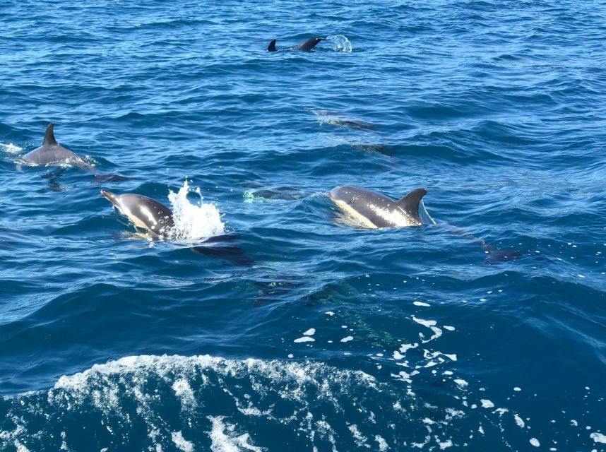 Madeira: Whale and Dolphin Watching Private Cruise - Comfort details that make a difference: drinks, shade, and onboard basics
