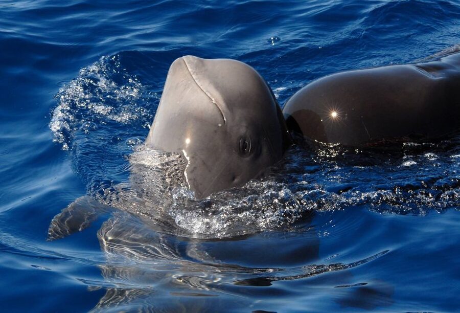Madeira: Whale and Dolphin Watching Tour - Key things you’ll notice on board