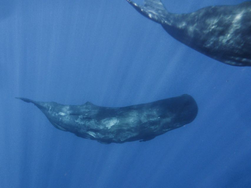 Madeira: Whale and Dolphin Watching Tour - What to pack and how to show up ready