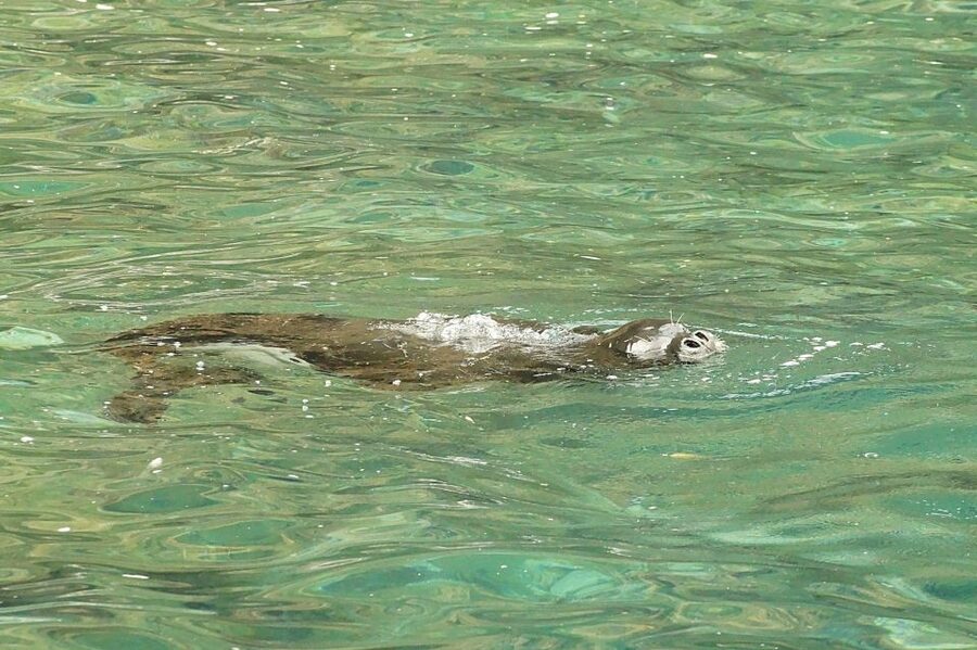 Madeira: Whale and Dolphin Watching Tour - Ponta de São Lourenço: your 2-hour search window
