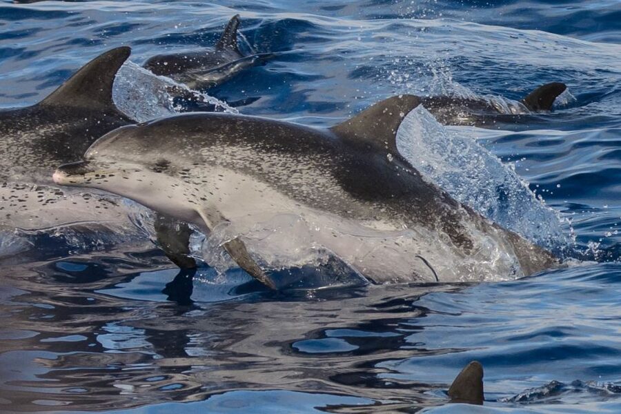 Madeira: Whale and Dolphin Watching Tour - What the marine biologist actually adds (beyond spotting)