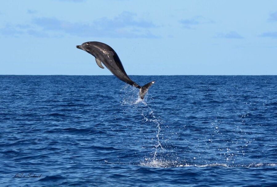 Madeira: Whale and Dolphin Watching Tour - Who should book this tour?