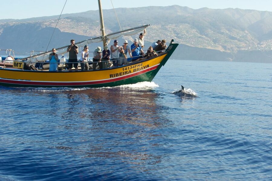 Madeira: Whale Watching Excursion in a Traditional Vessel - FAQ