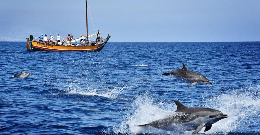 Madeira: Whale Watching Excursion in a Traditional Vessel - Ribeira Brava: a restored wooden fishing boat in Madeira’s marina