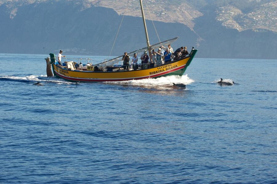 Madeira: Whale Watching Excursion in a Traditional Vessel - Guide-led wildlife spotting: the difference between guessing and knowing
