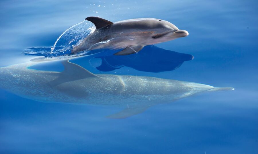 Madeira: Whale Watching Excursion in a Traditional Vessel - Who should book this Madeira whale watching excursion?