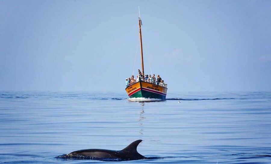 Madeira: Whale Watching Excursion in a Traditional Vessel - The bottom line: should you book?