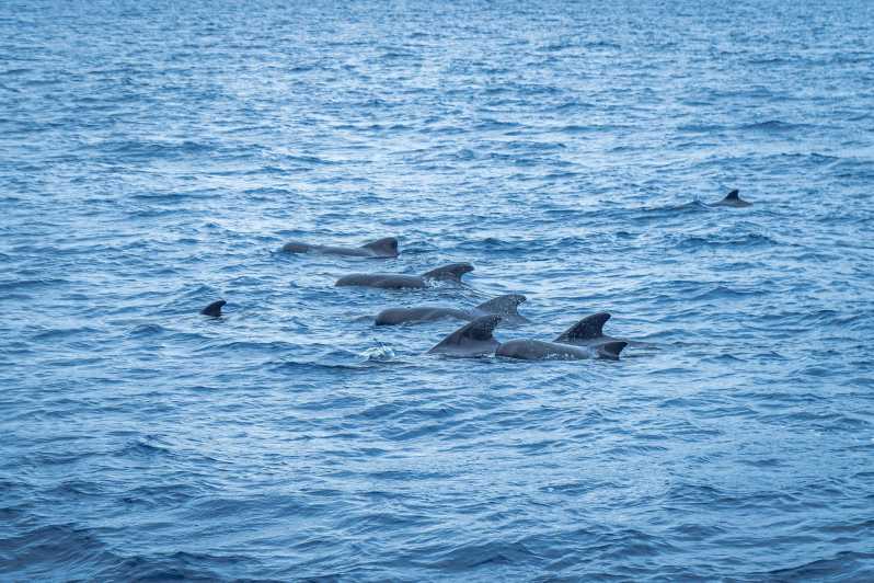 Madeira : Whales and Dolphins wooden boat excursion - Key things to know before you go