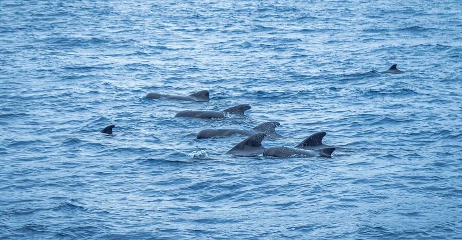 Madeira : Whales and Dolphins wooden boat excursion - Whales and dolphins off Funchal: what the 3 hours are really for