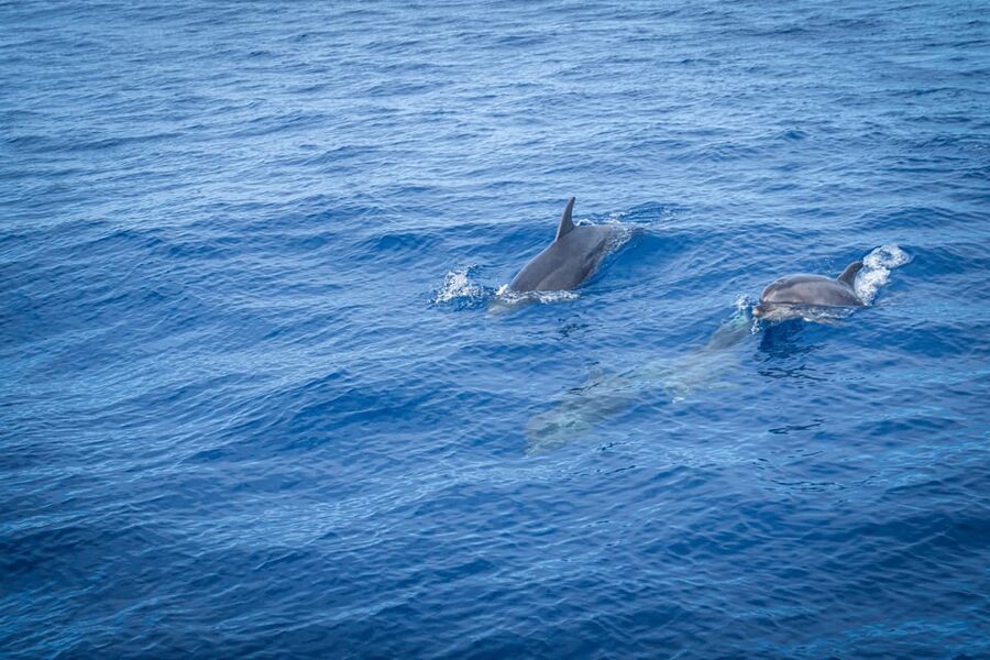 Madeira : Whales and Dolphins wooden boat excursion - Cabo Girão swim stop: a bonus, not a guarantee