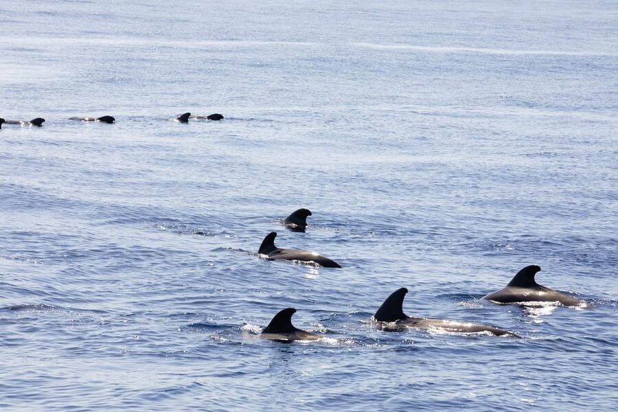Madeira : Whales and Dolphins wooden boat excursion - Price and value: what $41 buys you in real terms