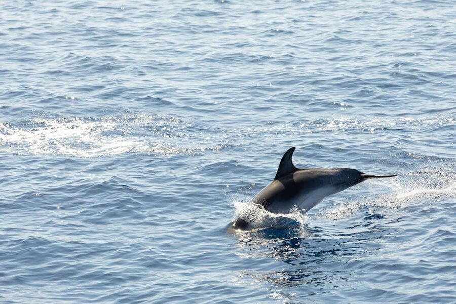Madeira : Whales and Dolphins wooden boat excursion - My take: should you book Bonita da Madeira?