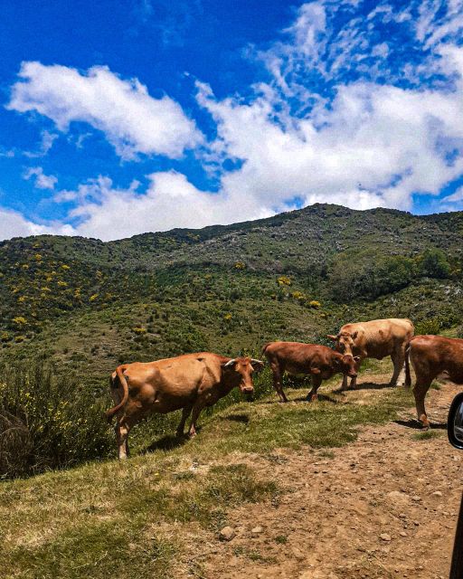 Madeira Wild West 4X4 Tour Safari - Ribeira da Janela and Seixal: Photo Stops That Still Matter