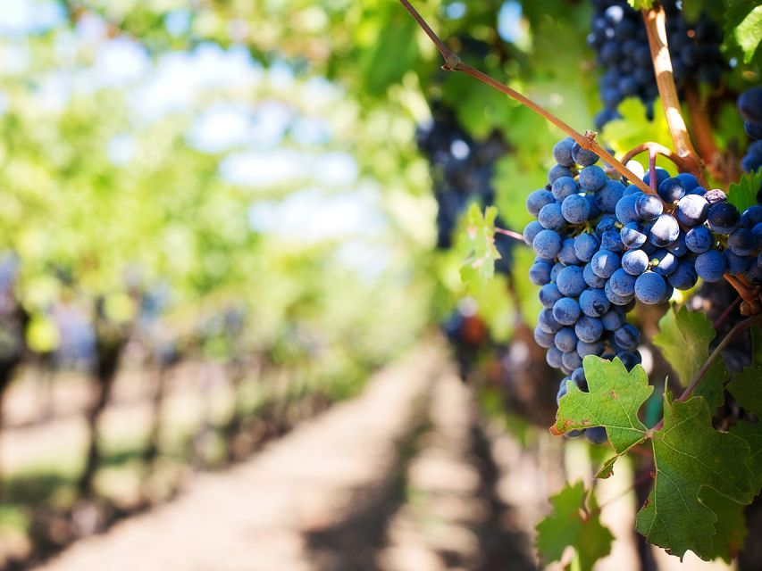 Madeira: Wine Safari Jeep Tour with Local Guide - Ribeira Brava stop: a quick coastal reset