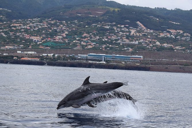Magic Dolphin Celebrity - Jeep tour on Madeira: east or west, then back to the sea