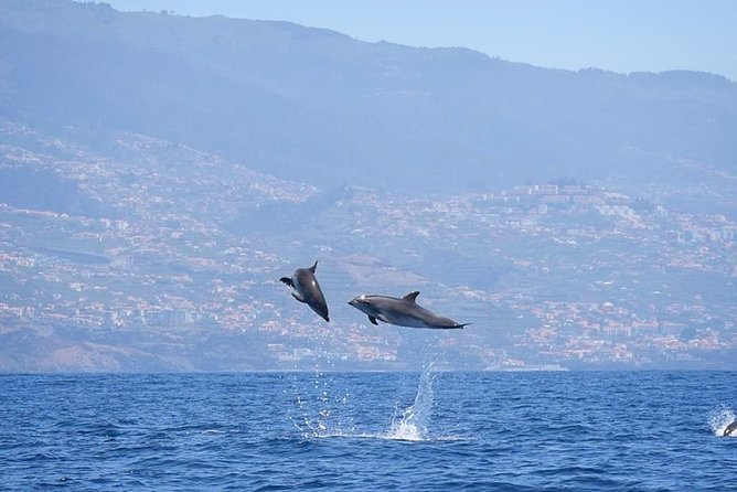 Magic Dolphin Celebrity - Whales and dolphins: spotting chances, plus what to do when you see them