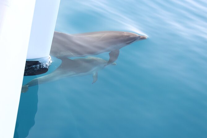 Magic Dolphin Celebrity - Gabo Girao summer swim: when it happens and how to plan for it