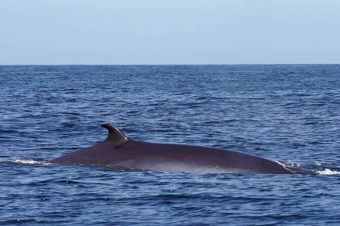 Magic Dolphin Sea Safaris - The boat and crew setup: comfort, speed, and the “why” behind it