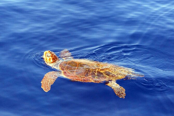 Magic Dolphin Sea Safaris - What you’re actually looking for (and what a good day can look like)