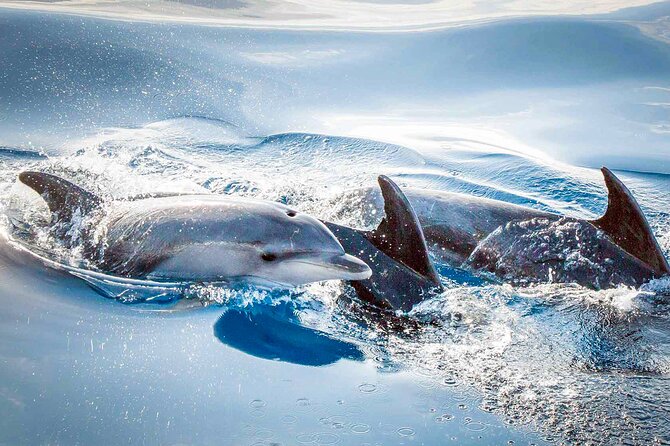 Magic Dolphin Sea Safaris - The free second trip feature: a smart risk reducer