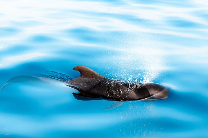 Magic Dolphin Sea Safaris - Price and value: is $60.49 a fair deal?