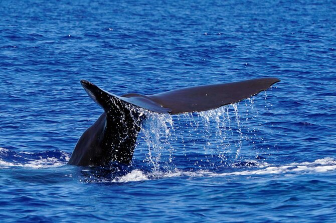 Magic Dolphin Sea Safaris - Weather realities: what “all weather” means for your comfort