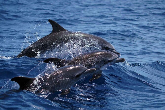 Magic Dolphin Sea Safaris - Stop-by-stop: what to do at the Magic Dolphin meeting point