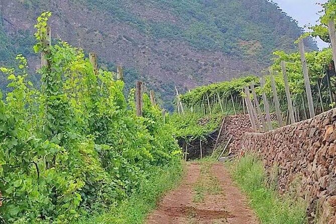 North Tour & Wine Tasting - 4x4 (Small Groups) - Santana: Thatched Roof Houses You Can Still See Lived-In