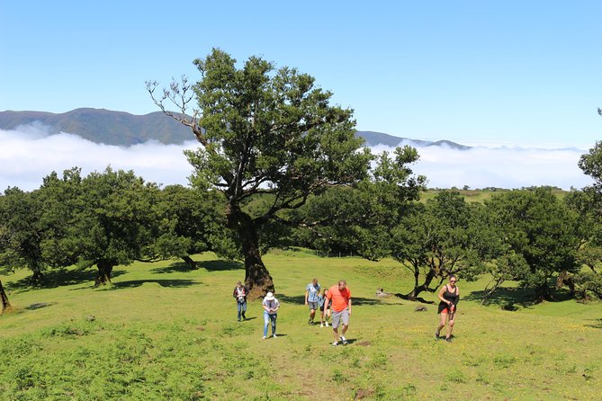 Northwest Terraces and Volcanic Pools 4x4 Full Day Tour - Vereda do Fanal: a short walk through misty, eerie beauty