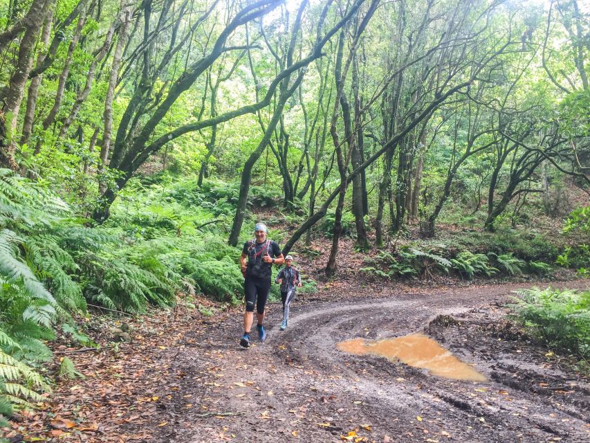 Ocean to Mountain Running Tour - Why the Larano Trail to Laurissilva route is so compelling