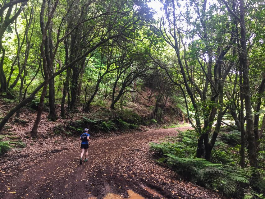 Ocean to Mountain Running Tour - Laurissilva forest in Madeira: what you’re really running into