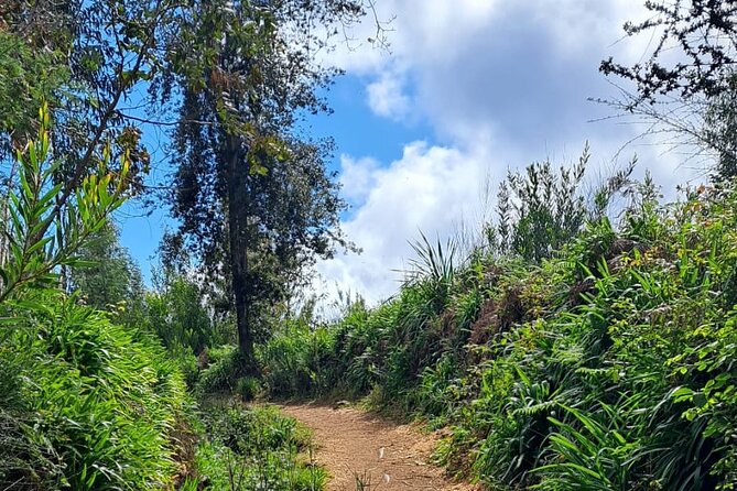 On the Rhythm of a Levada Walk: Madeira cider tasting and lunch - Quinta da Moscadinha: 3 Madeira Cider Tastings and Lunch at the Estate