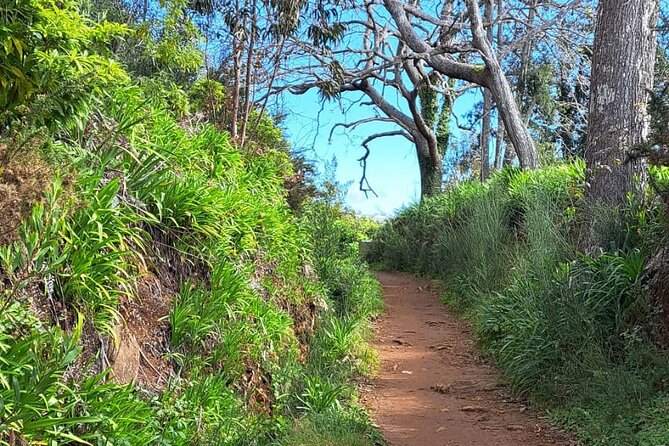 On the Rhythm of a Levada Walk: Madeira cider tasting and lunch - Levada Da Serra Do Faial: A Gentle One-Hour Walk With Real Plant Talk