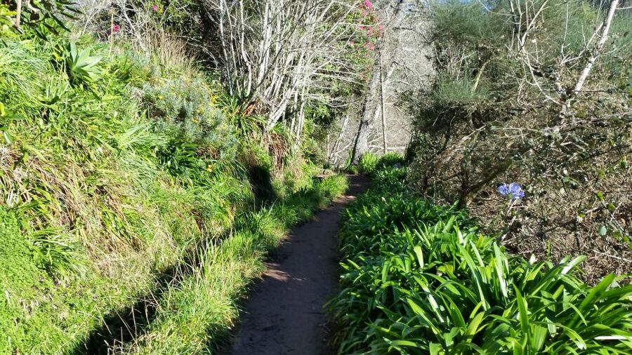 Paradise Valley half-day morning walk. - Flora, Fauna, and the Value of Looking Longer