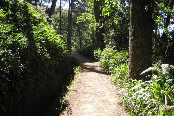Paradise Valley - Levada Walk - Where the Levadas Take You: Forest Shade Above Madeira