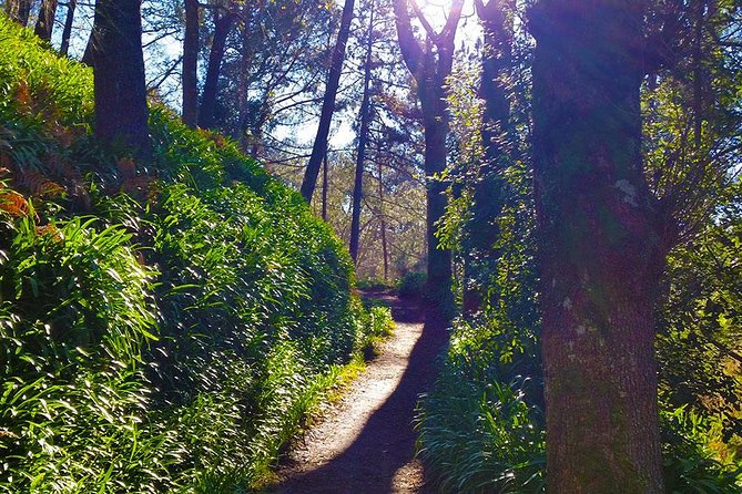 Paradise Valley - Levada Walk - Camacha Finish: Handicrafts and Local Culture in the High-Energy Morning