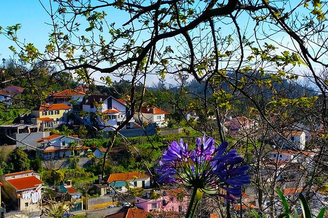 Paradise Valley - Levada Walk - Price and Value at $39.54: What You’re Really Paying For