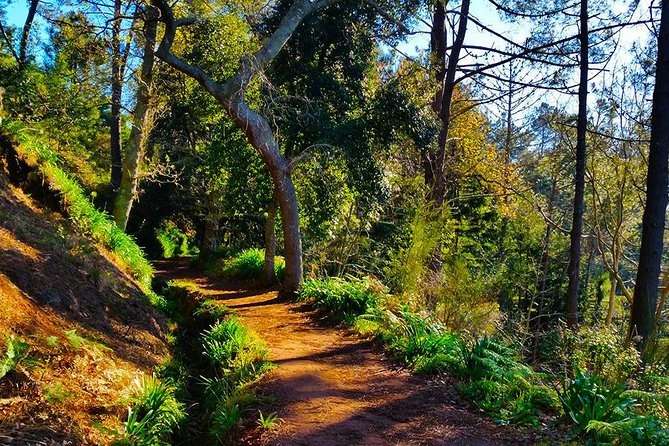 Paradise Valley - Levada Walk - Practical Tips That Make or Break Your Morning