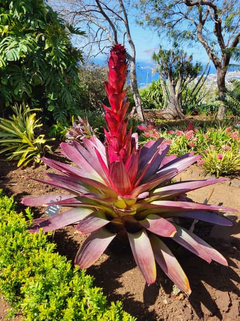 Pico Arieiro, Santana, São Lourenço & more – Full Day+PickUp - Electric van comfort on Madeira’s east side