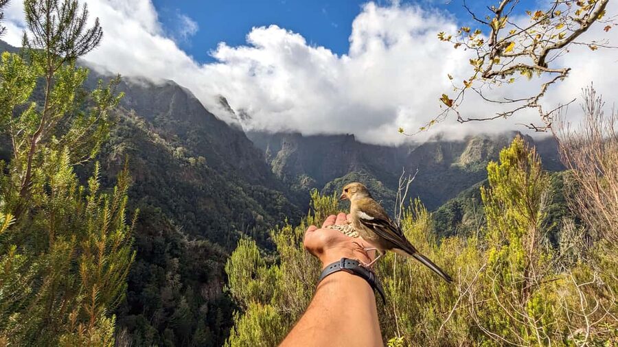 Pico do Arieiro in 4h: Immersive Private Tour - Key things I’d mark in your notes