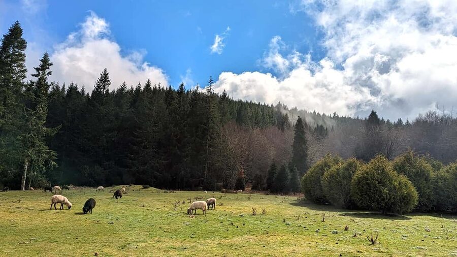 Pico do Arieiro in 4h: Immersive Private Tour - Should you book this Pico do Arieiro private tour?
