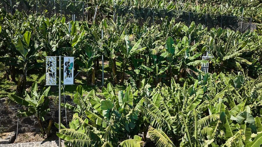 Ponta Do Sol : Madeira Banana Museum guided tour - The museum shop: take-home Madeira banana souvenirs