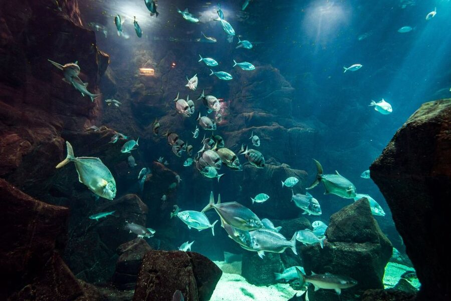 Porto Moniz: Diving with Sharks and Rays in Madeira Aquarium - Key things to know before you go