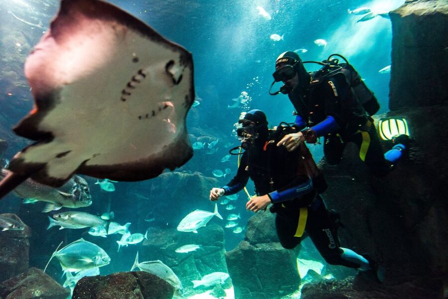 Porto Moniz: Diving with Sharks and Rays in Madeira Aquarium - Porto Moniz Aquarium Tank: Why This Works So Well