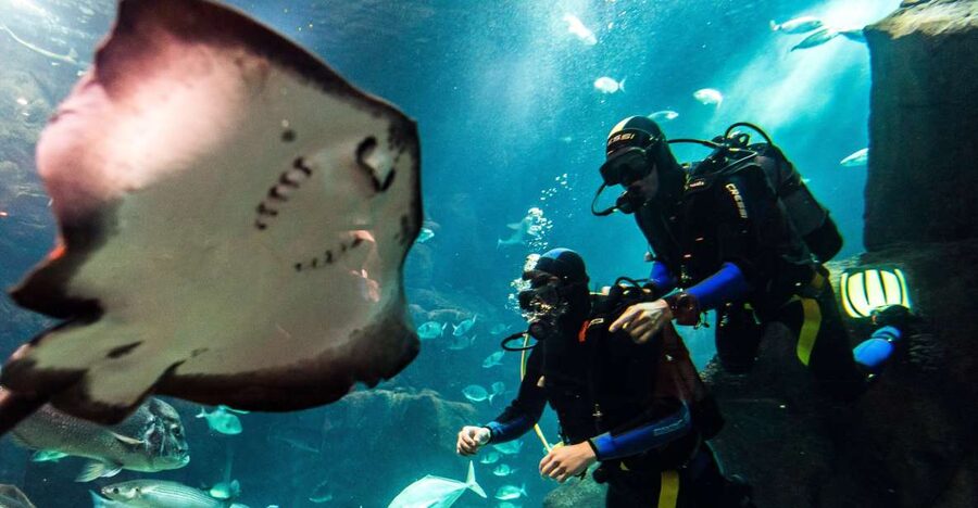 Porto Moniz: Diving with Sharks and Rays in Madeira Aquarium - Technical Zone Tour: The Part Most People Never See