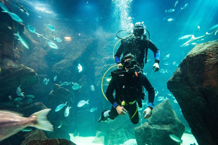 Porto Moniz: Diving with Sharks and Rays in Madeira Aquarium - Price and Value: What $159 Includes (and Why It Adds Up)