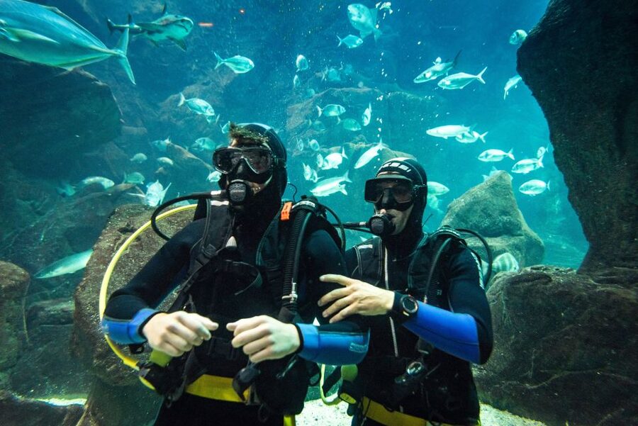 Porto Moniz: Diving with Sharks and Rays in Madeira Aquarium - Aquário da Madeira First: Tour You Get Before Your Underwater Time