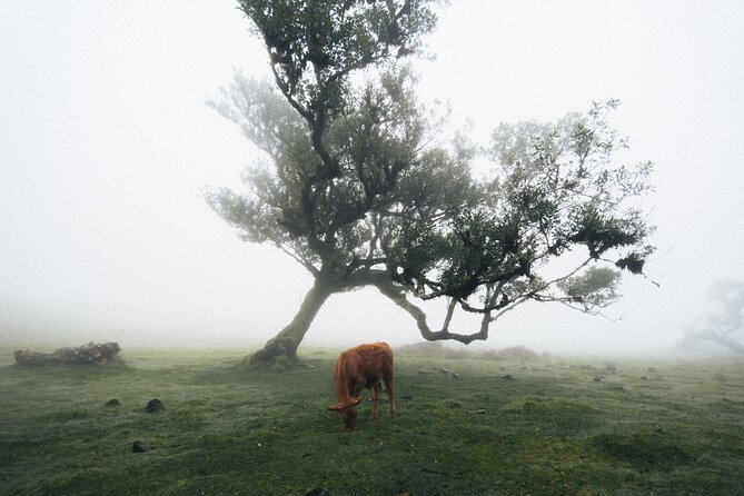 PR13 Vereda do Fanal Mystical Self-Guided Hiking with Transfer - The 8:00 AM Pickup and Drop-Off That Saves You Headaches