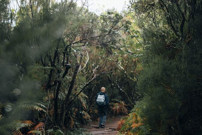 PR13 Vereda do Fanal Mystical Self-Guided Hiking with Transfer - Self-Guided Navigation Tips That Actually Help on Madeira
